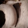 Medieval Viking Drinking Horn with Carved Scales Genuine Buffalo Horn
