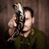 The Charred Crescents Drinking Horn Handcrafted from Genuine Ox Horn