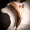 Medieval Viking Drinking Horn with Natural Finish Handcrafted Genuine Ox Horn