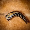 Medieval Viking Drinking Horn with Engraved Designs Handcrafted Genuine Ox Horn