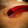 The Brilliant Carmine Drinking Horn Handcrafted from Genuine Ox Horn