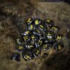 Medieval Viking Handcrafted Rune Stones Set with Bag Gaming Accessory