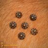 Antiqued Brass Button 8704 6pcs 1